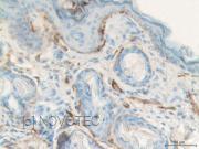 Purified freeze-dried antibody to mouse laminin