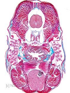 Zebrafish - MTG staining 