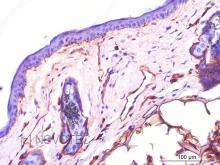 Purified freeze-dried antibody to mouse laminin