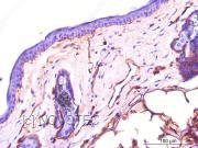 Purified freeze-dried antibody to mouse laminin