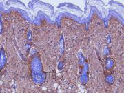 Purified freeze-dried antibody to rat type III collagen